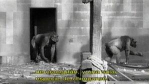 MONOS COMO BECKY MONOS COMO BECKY