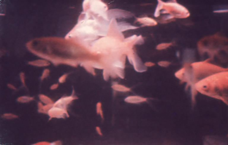 All Major Credit Cards