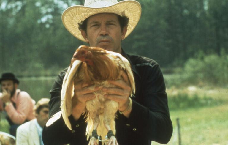 Gallos de pelea