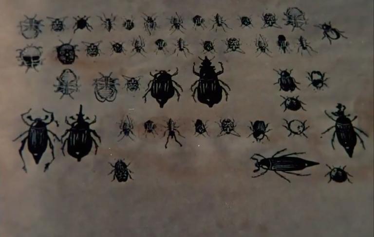 Mburucuyá, cuadros de la naturaleza