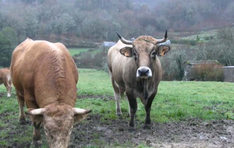 Dos gandeiros de Valongo